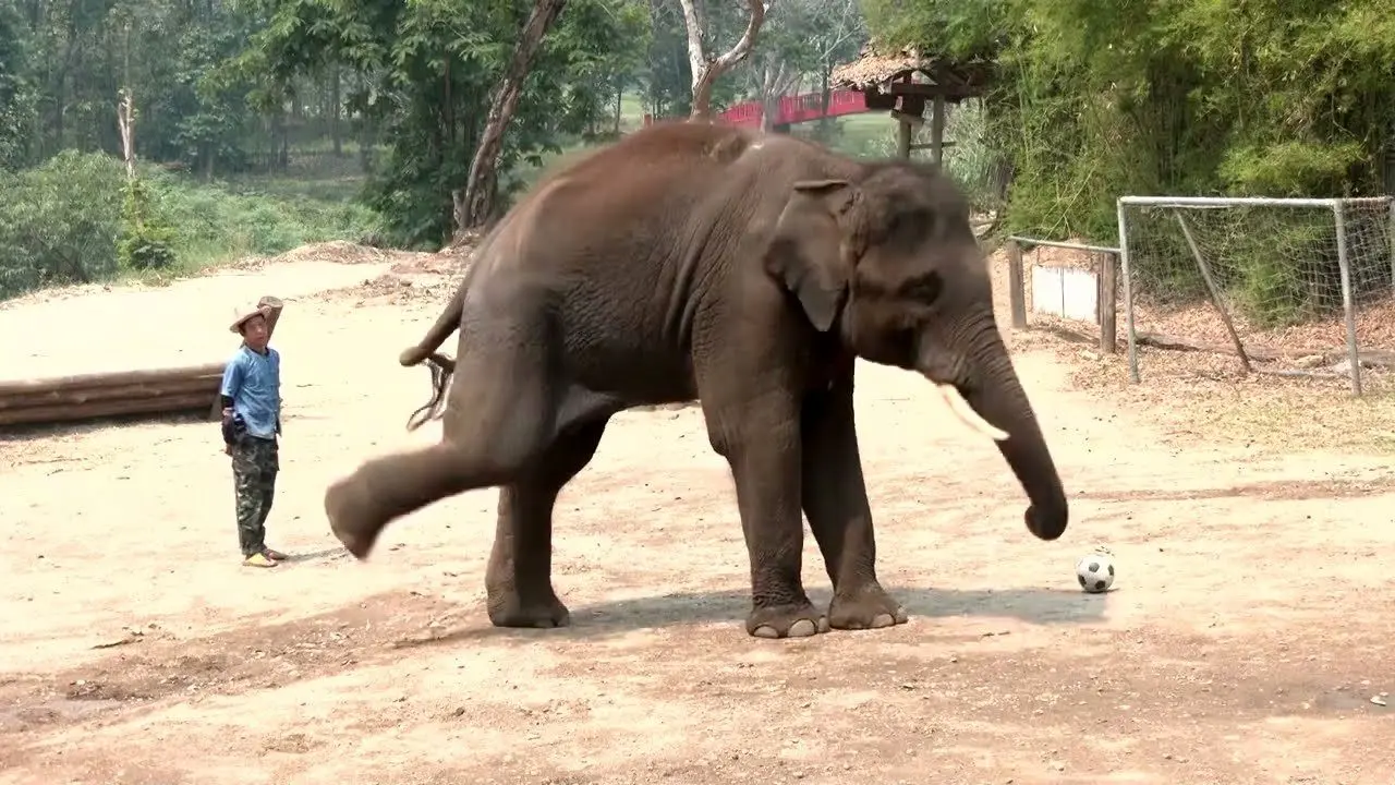 پارک فیل‌های تایلند قربانی جنگ در ایران