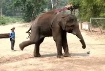 پارک فیل‌های تایلند قربانی جنگ در ایران