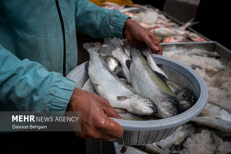 نوروز ۱۴۰۵ ۱۵