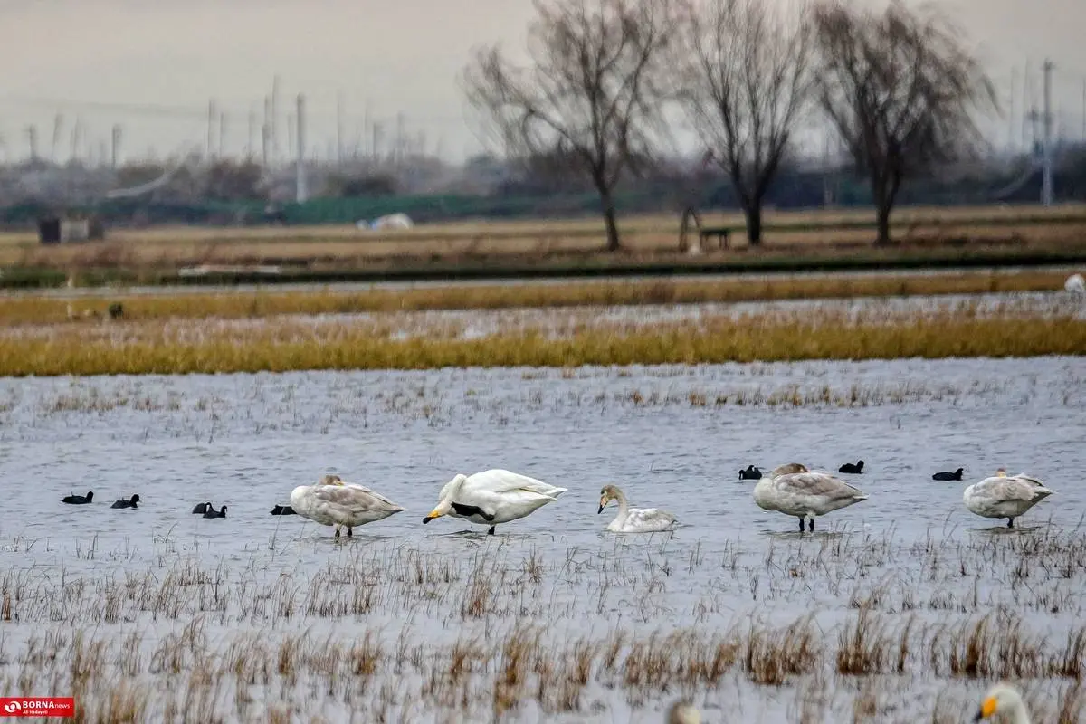 تصاویر؛ سرخرود مازندران میزبان قو‌های آوازخوان 4