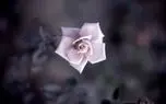 تفال به حافظ چهارشنبه 31 اردیبهشت ۱۴۰۴؛بازآی ساقیا که هواخواه خدمتم.....