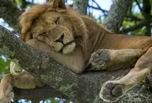 شیر گرسنه‌ای که برای غذا از درخت بالا رفت!