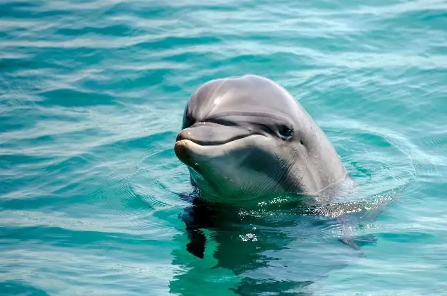دلفین‌های اجتماعی دیرتر پیر می‌شوند!