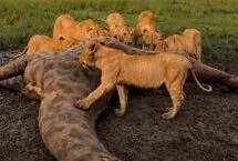 جشن شکار در حیات وحش؛ گله شیرها بر سر لاشه زرافه