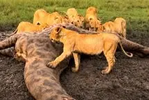 جشن شکار در حیات وحش؛ گله شیرها بر سر لاشه زرافه