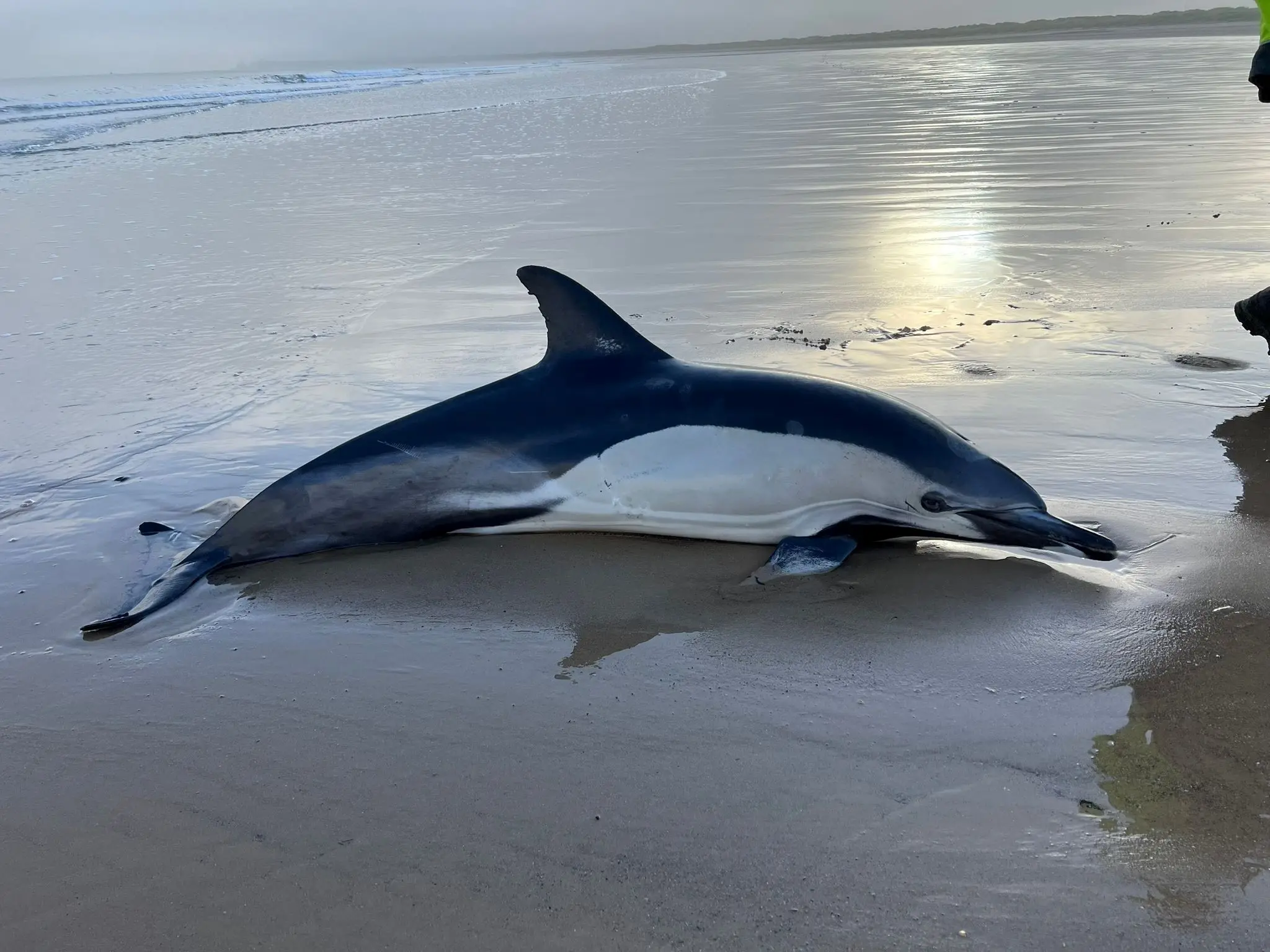 دلفین ها هم آلزایمر می گیرند!