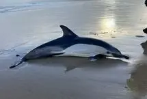 دلفین ها هم آلزایمر می گیرند!