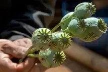 طرح فوق سری آمریکایی‌ها در افغانستان: دستکاری ژنتیکی خشخاش