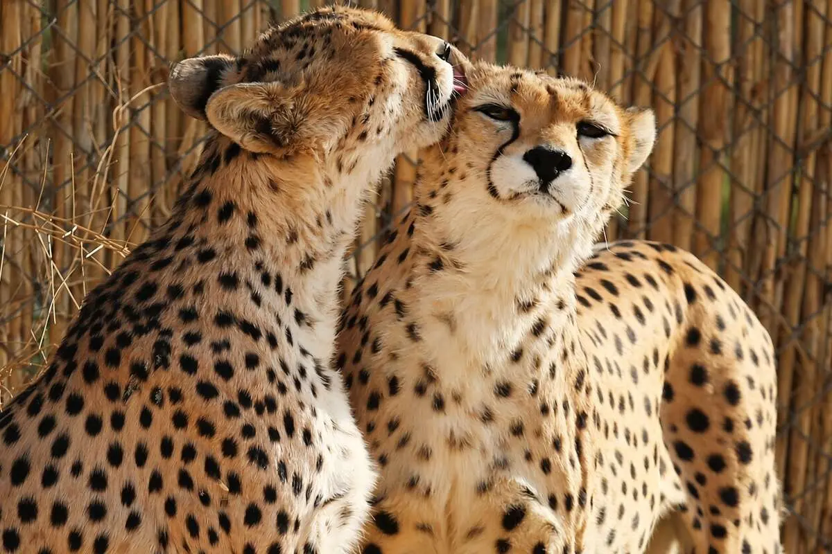 یوز ایرانی؛ ۲۷ بازمانده در آخرین سنگر آسیایی / آخرین فرصت برای نجات یوزپلنگ ایرانی
