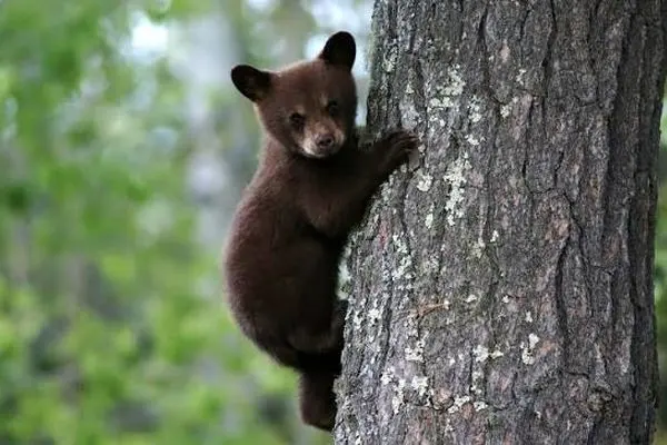 لحظه بامزه در جاده جنگل؛ بازی بچه خرس با بادکنک