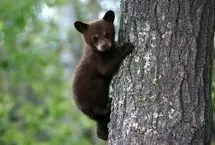 لحظه بامزه در جاده جنگل؛ بازی بچه خرس با بادکنک