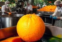 واکنش سازمان غذا و دارو به رنگ کردن پرتقال‌ها