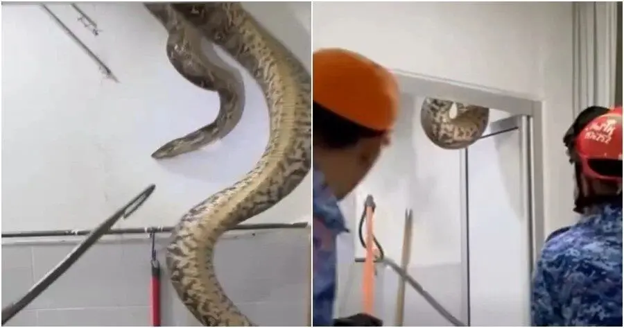 مار غول‌پیکر در سقف حمام، یک خانواده را وحشت‌زده کرد