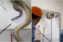 مار غول‌پیکر در سقف حمام، یک خانواده را وحشت‌زده کرد