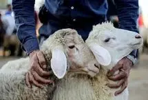 قیمت دام زنده امروز دوشنبه 3 شهریور/ تهران رکورددار گرانی شد