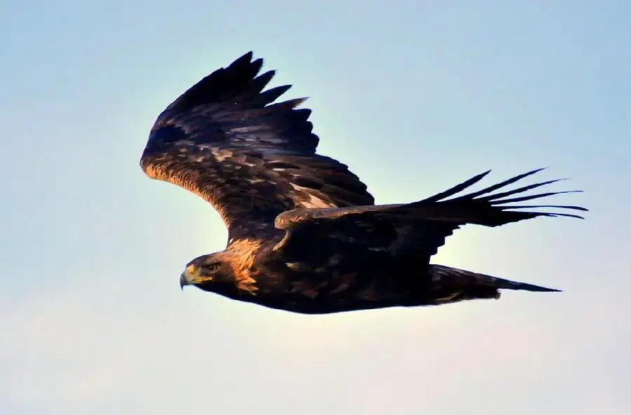 لحظه حمله عقاب طلایی به پهپاد تصویربردار در خراسان شمالی
