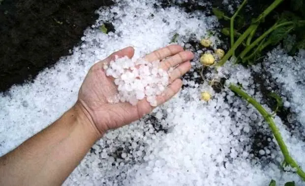 ببینید؛ بارش شدید تگرگ در طائف عربستان
