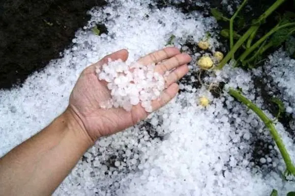ببینید؛ بارش شدید تگرگ در طائف عربستان