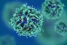 دانشمندان با تقویت کبد موش‌های پیر را جوان کردند!