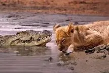 کمین تمساح برای توله‌شیر در حاشیه آب