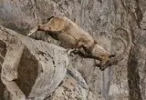 فصل مستی کل و بز در پارک ملی گلستان