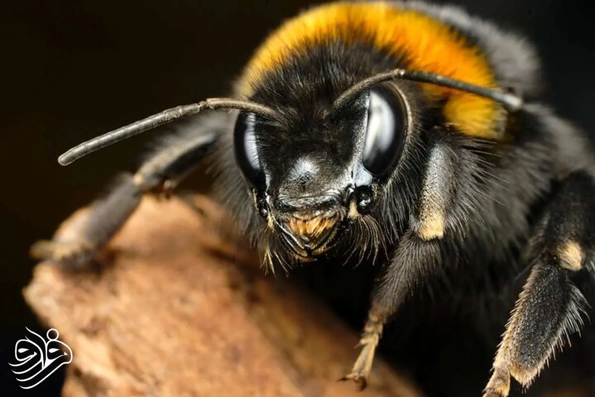 خوش بینی بین زنبورها واگیردار است!