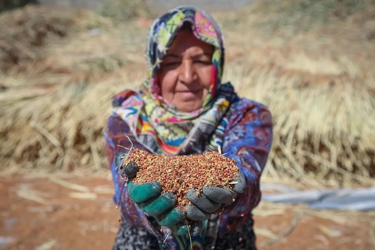 تصاویر؛ جاروبافی سنتی در خراسان شمالی؛ هنری همچنان زنده