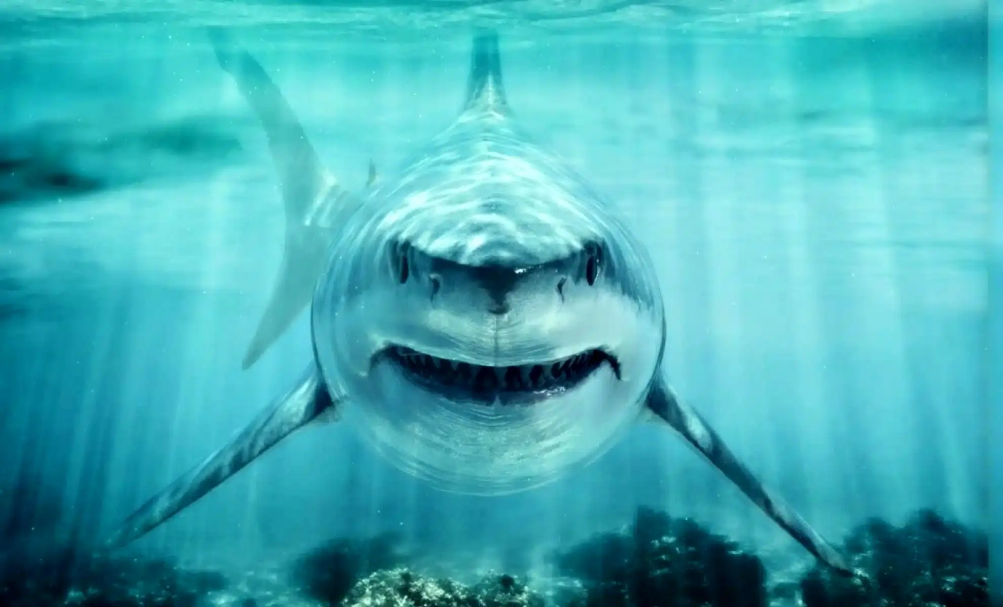 این کوسه عظیم‌الجثه در عصر دایناسورها سلطان اقیانوس‌ها بود!