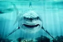 این کوسه عظیم‌الجثه در عصر دایناسورها سلطان اقیانوس‌ها بود!