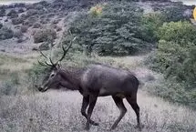 یک ماه با حیوانات وحشی در پارک ملی گلستان