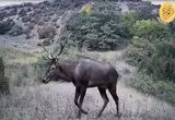 یک ماه با حیوانات وحشی در پارک ملی گلستان