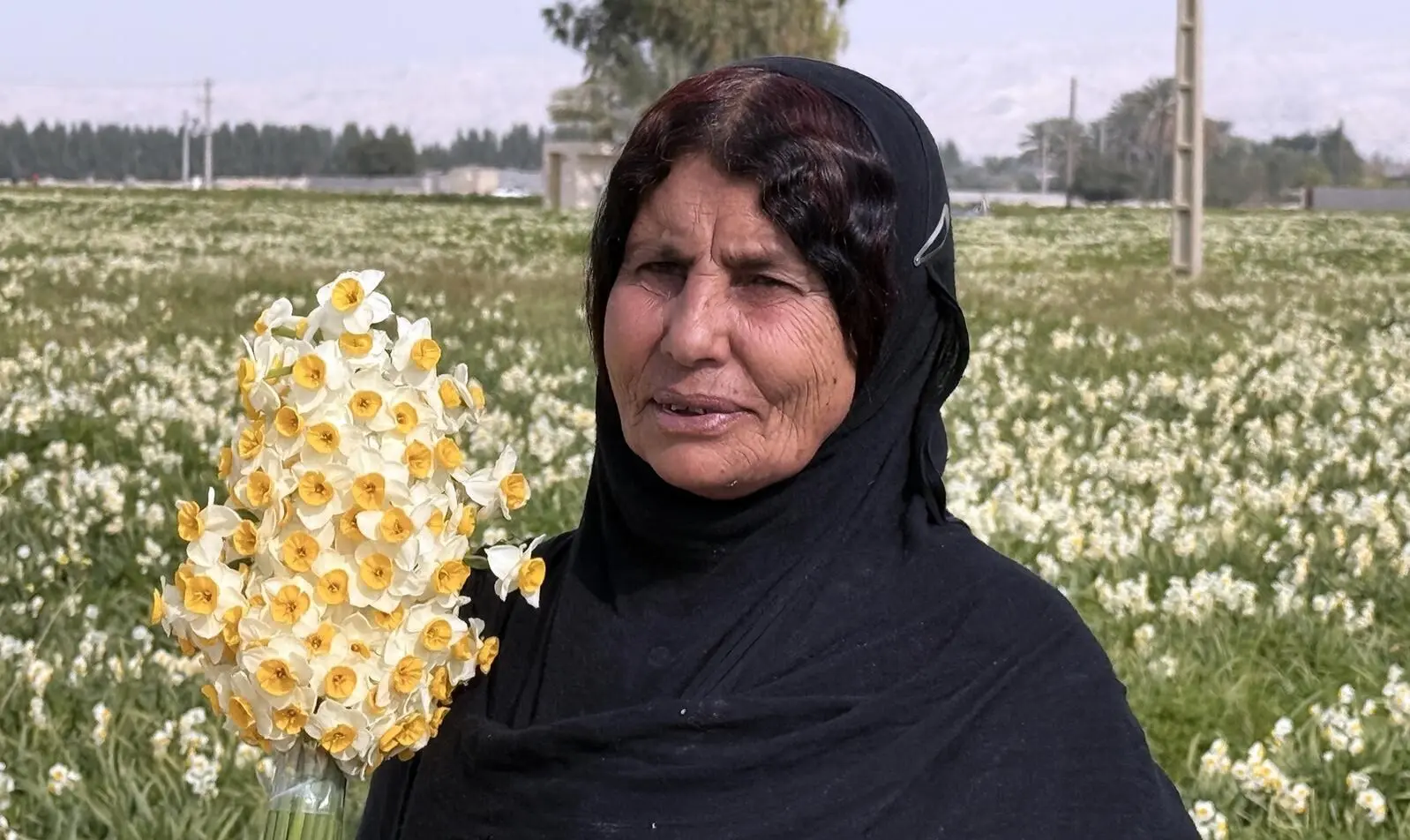 تصاویر؛ نرگس‌هایی که زمستان را بهار می‌کنند