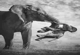 قاب دردناک «پس از حادثه»؛ وداع تلخ فیل مادر با فرزندش برنده رقابت بزرگِ سال شد