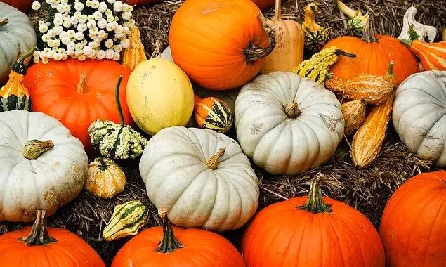کدو تنبل فقط برای هالووین نیست؛ از خواص این میوه نارنجی و تخمه آن چه می‌دانیم؟