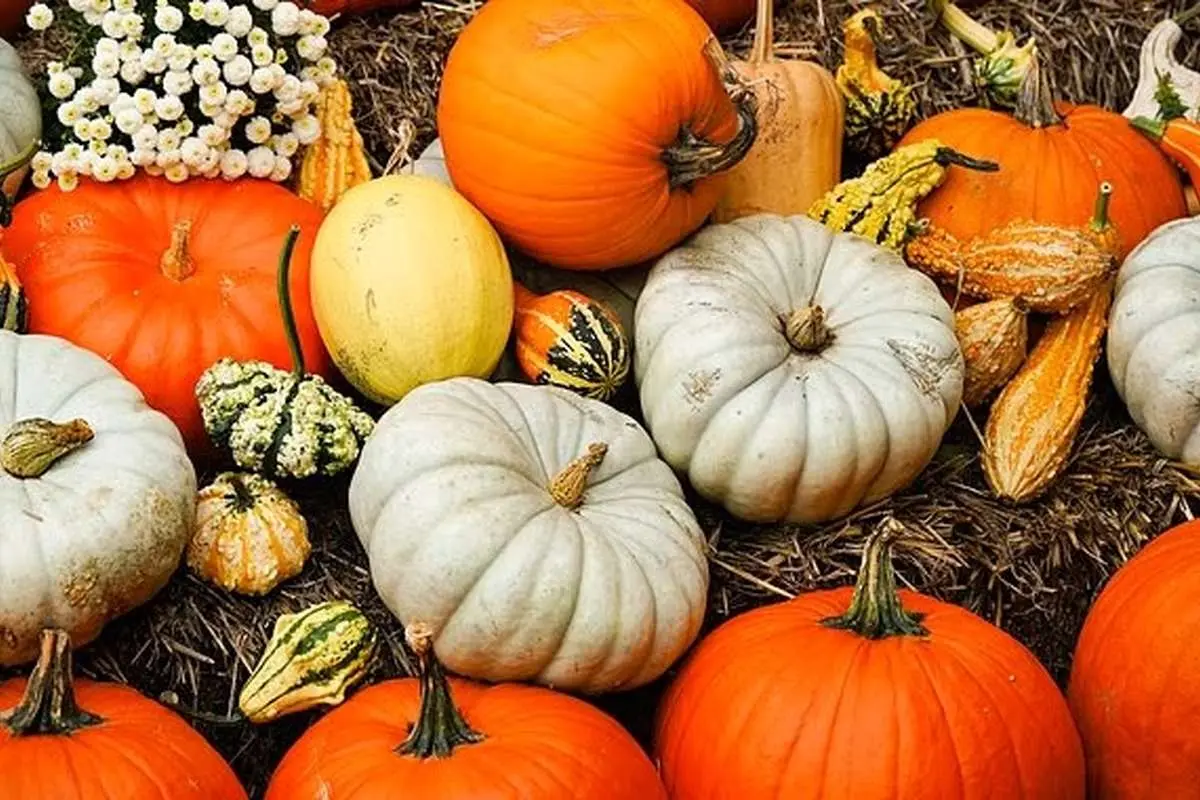 کدو تنبل فقط برای هالووین نیست؛ از خواص این میوه نارنجی و تخمه آن چه می‌دانیم؟