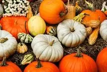 کدو تنبل فقط برای هالووین نیست؛ از خواص این میوه نارنجی و تخمه آن چه می‌دانیم؟