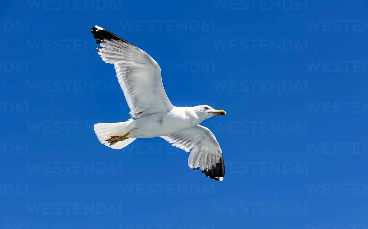 ببینید؛ گیر کردن سر مرغ دریایی در تیر برق!