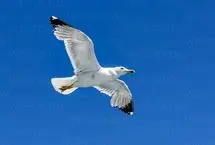 ببینید؛ گیر کردن سر مرغ دریایی در تیر برق!