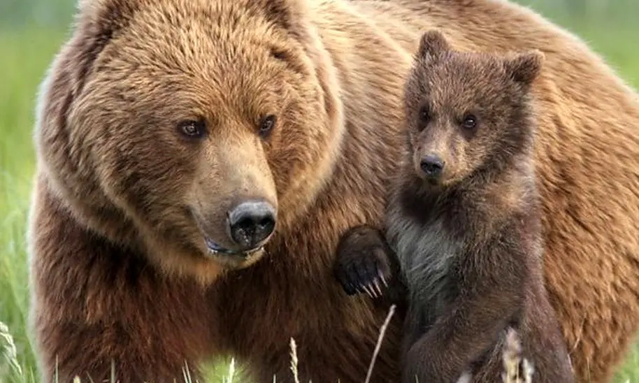 خرس‌ها صید ماهیگیران را دزدیدند