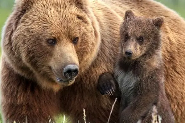 خرس‌ها صید ماهیگیران را دزدیدند