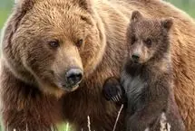 خرس‌ها صید ماهیگیران را دزدیدند