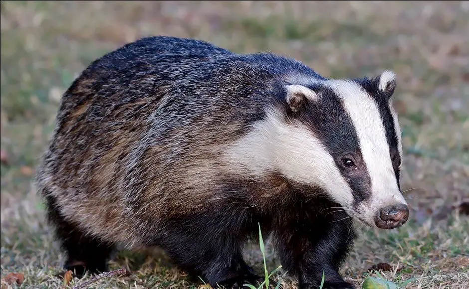 ببینید؛ نجات دو گورکن گیر افتاده در استخر