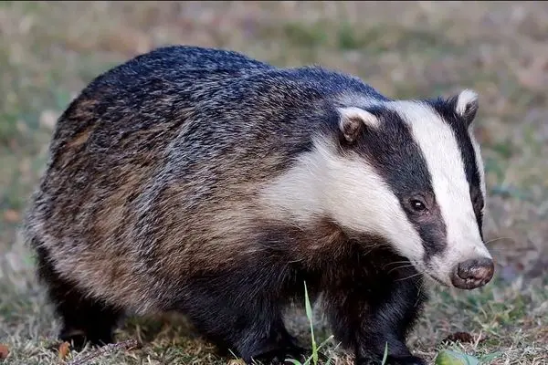 ببینید؛ نجات دو گورکن گیر افتاده در استخر