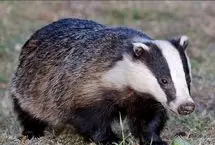 ببینید؛ نجات دو گورکن گیر افتاده در استخر