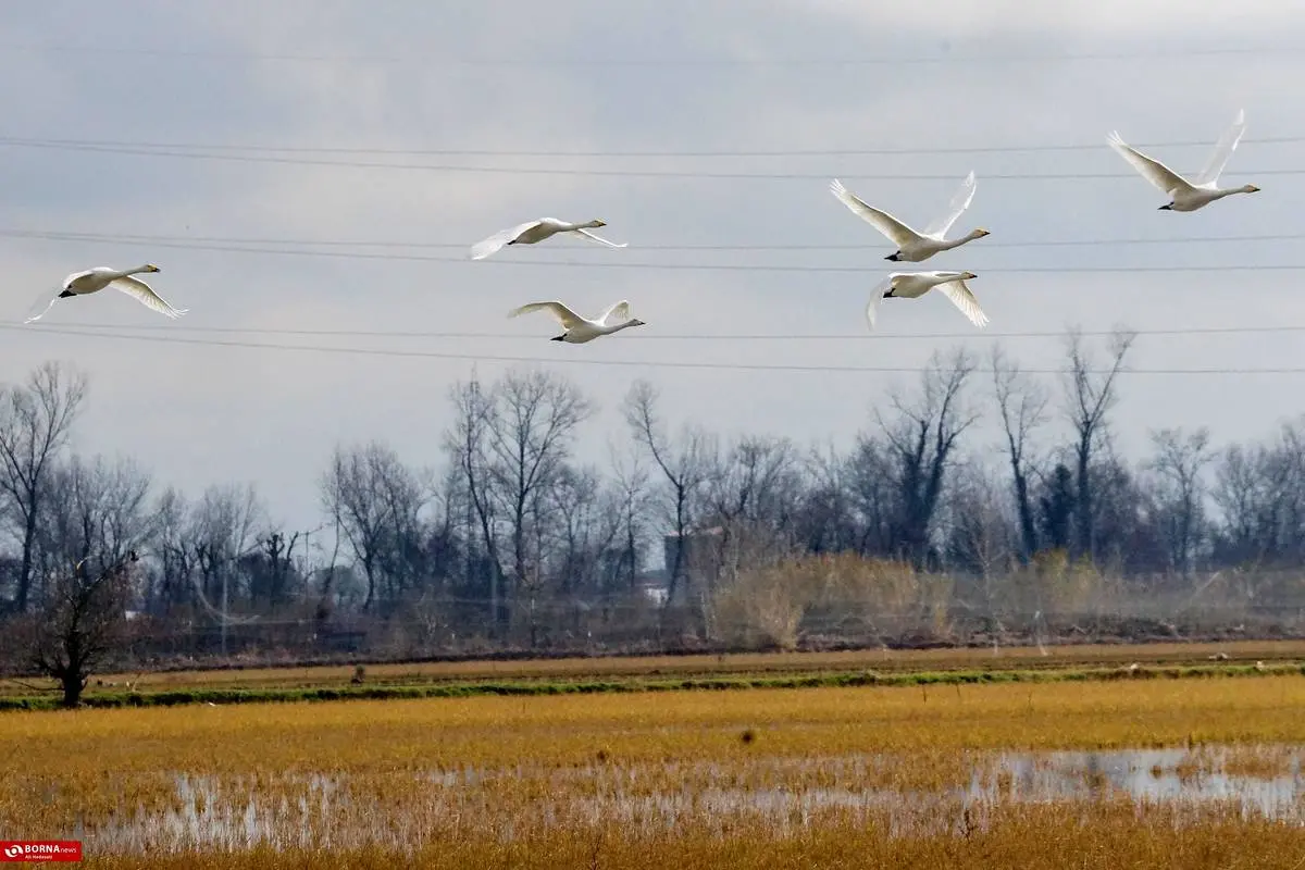 تصاویر؛ سرخرود مازندران میزبان قو‌های آوازخوان 18