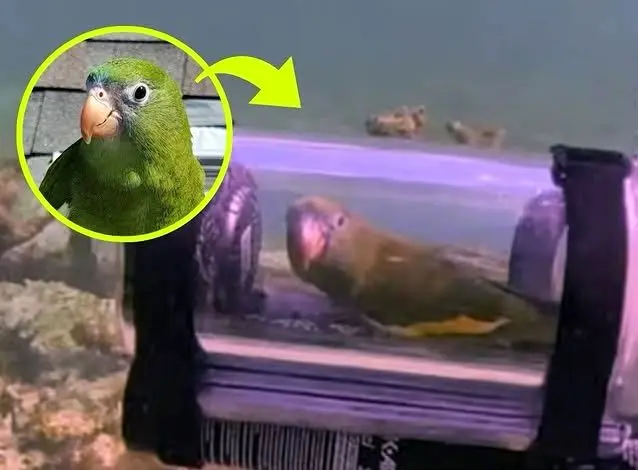 ماجراجویی غیرمنتظره یک طوطی در اعماق اقیانوس