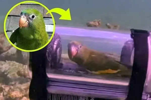 ماجراجویی غیرمنتظره یک طوطی در اعماق اقیانوس