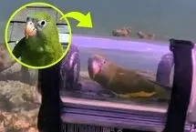 ماجراجویی غیرمنتظره یک طوطی در اعماق اقیانوس