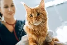 ارتباط حیرت‌انگیز میان سرطان انسان و گربه
