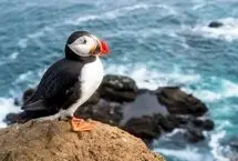 سنت عجیب نجات طوطی دریایی؛ پرتاب جوجه‌ها از صخره‌!